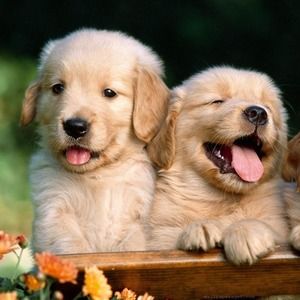 Meet your Posher, Clara